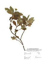 藏品(蟛蜞菊)的圖片